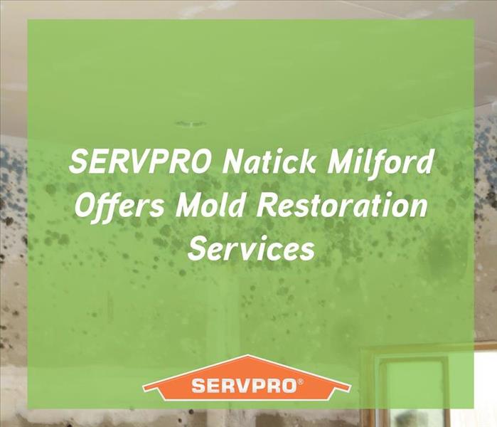 mold with green overlay box and SERVPRO logo